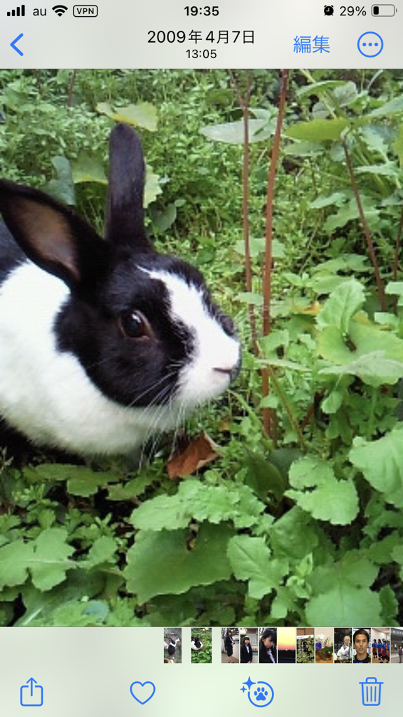 snowdrop