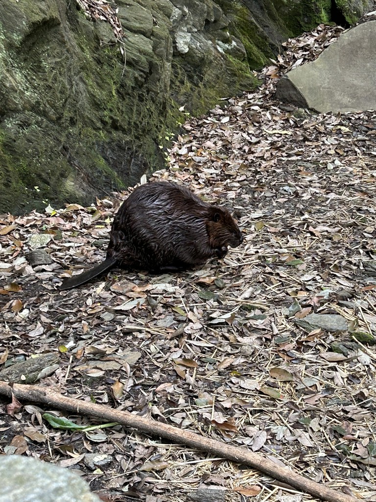 全魚