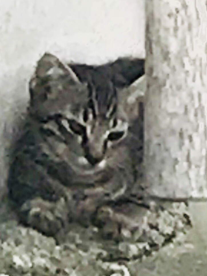 はなとしお