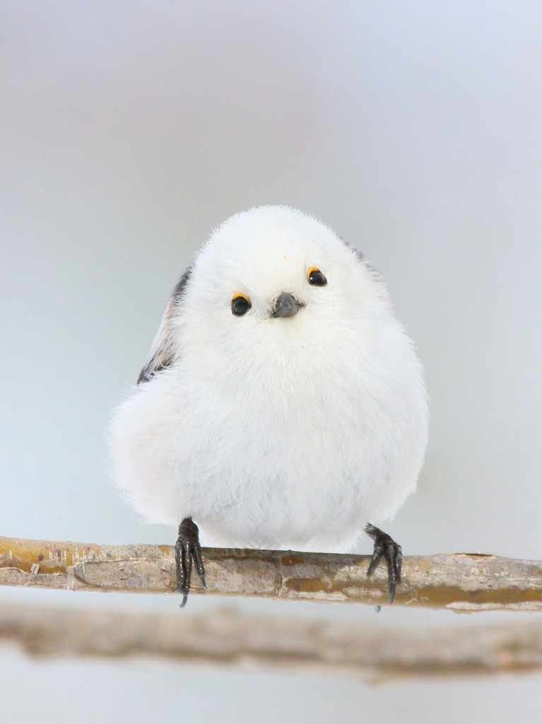 はなた