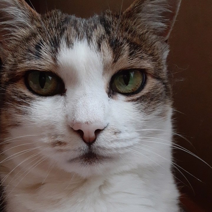 ママ