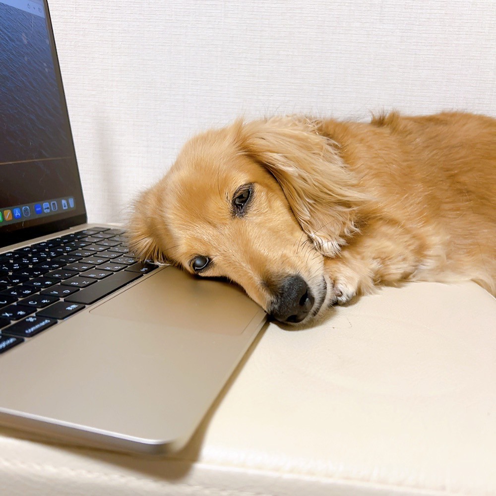 定期購入キャンペーン】LAVA QTTODOWN［2袋コース：20％OFF］(90粒／袋