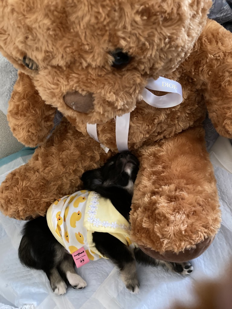 フィーカタイム ゲストタオル(ベージュ): FEILER｜フェイラー公式