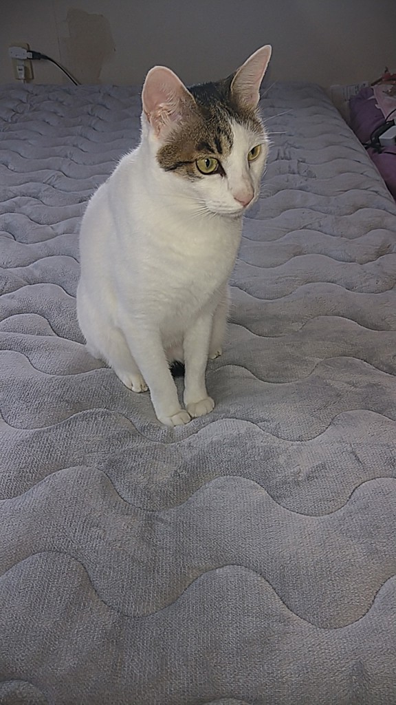 ちゃまりむん