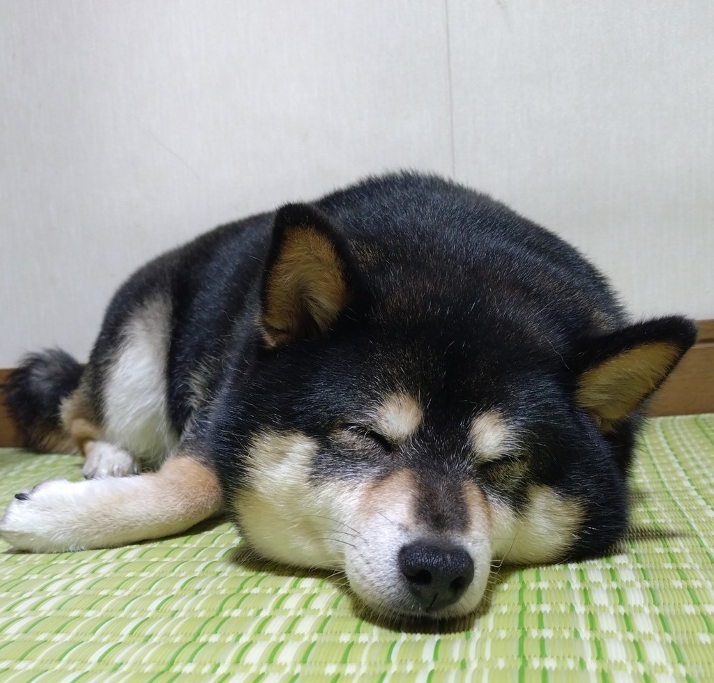 黒柴もも