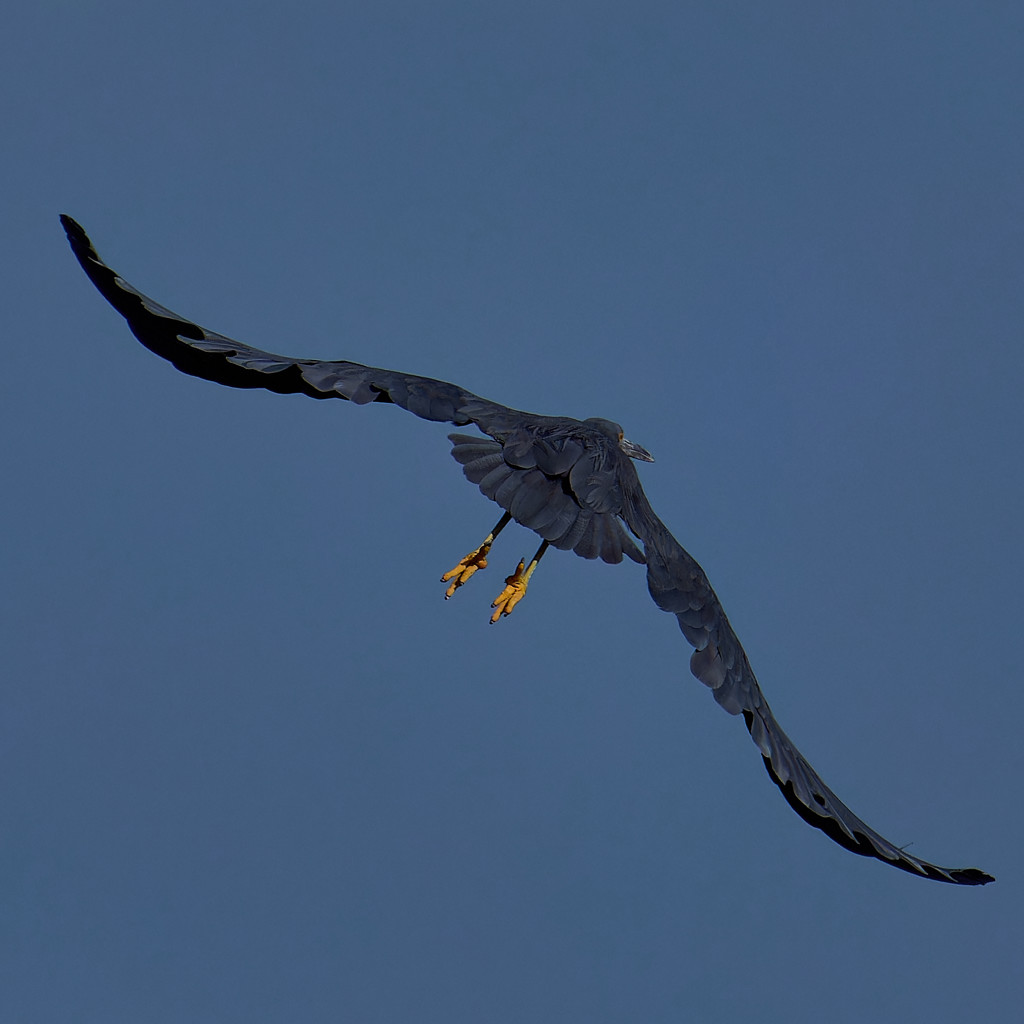 鳥見人