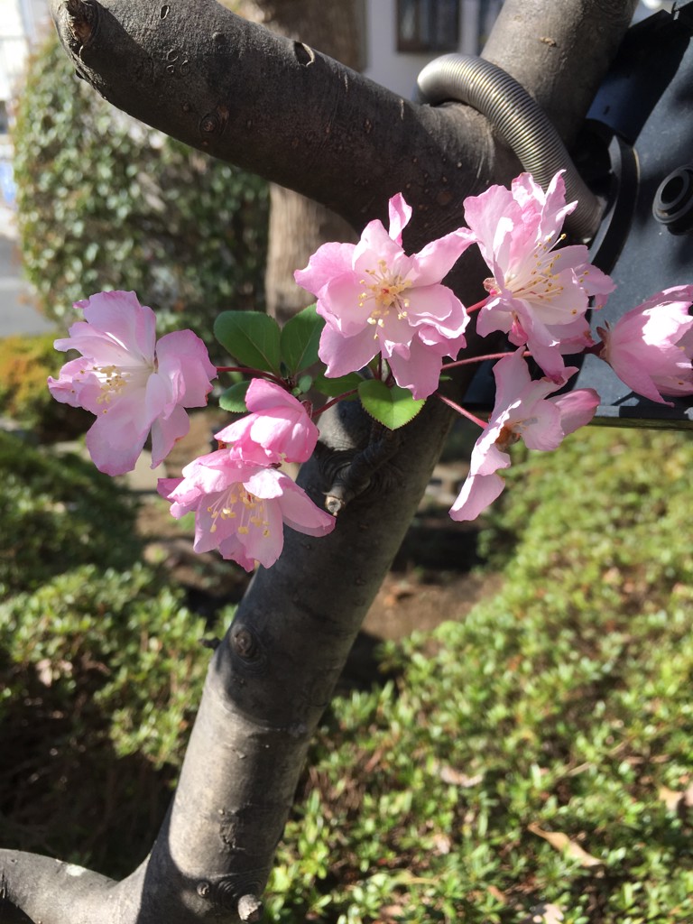 ひなたぼっこ
