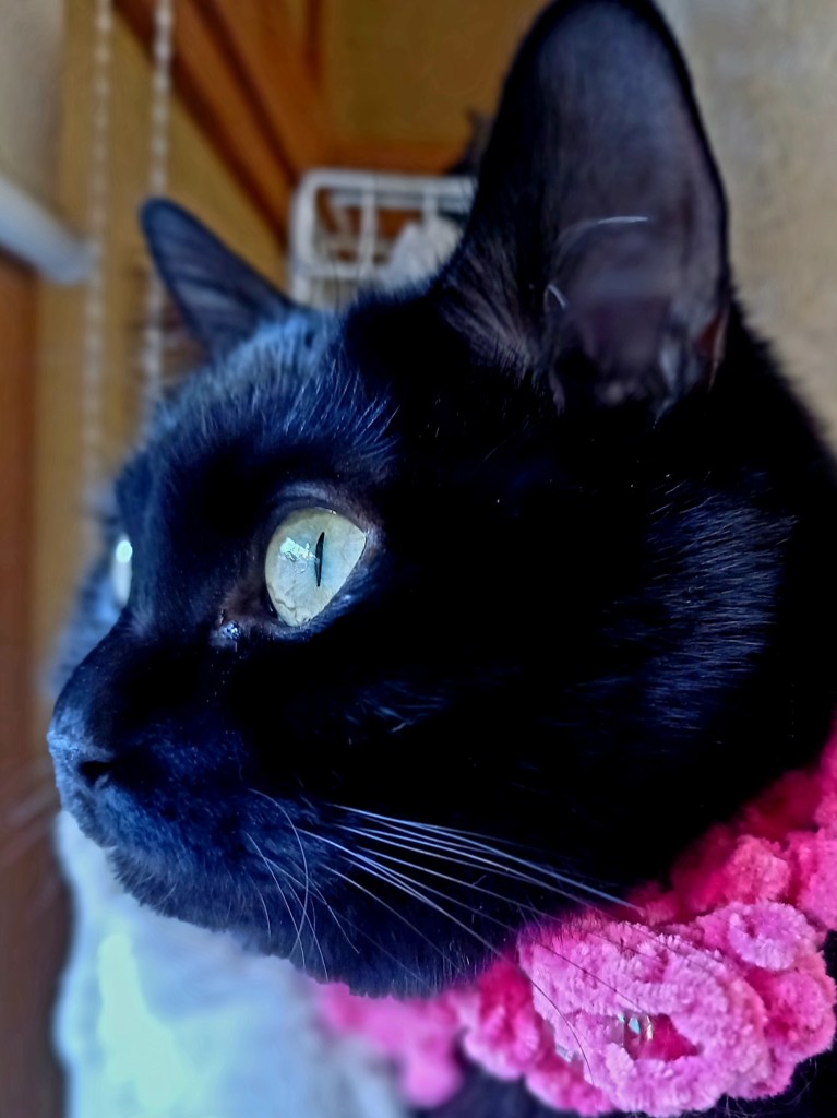 5ブラックキャット