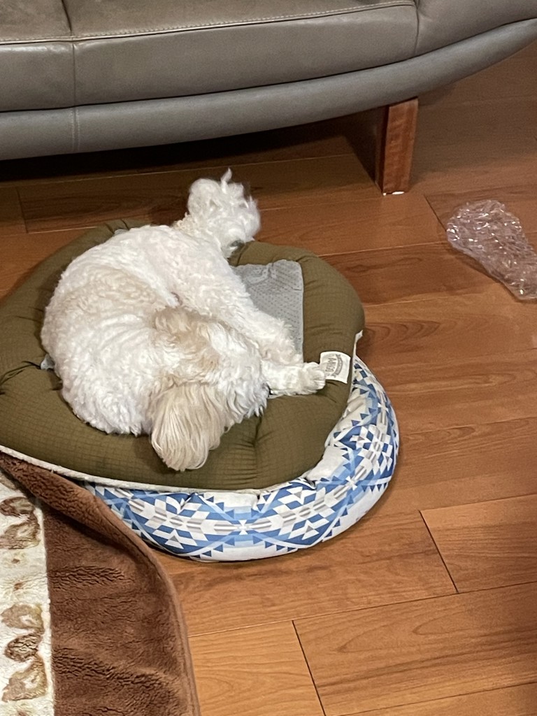 プッチ