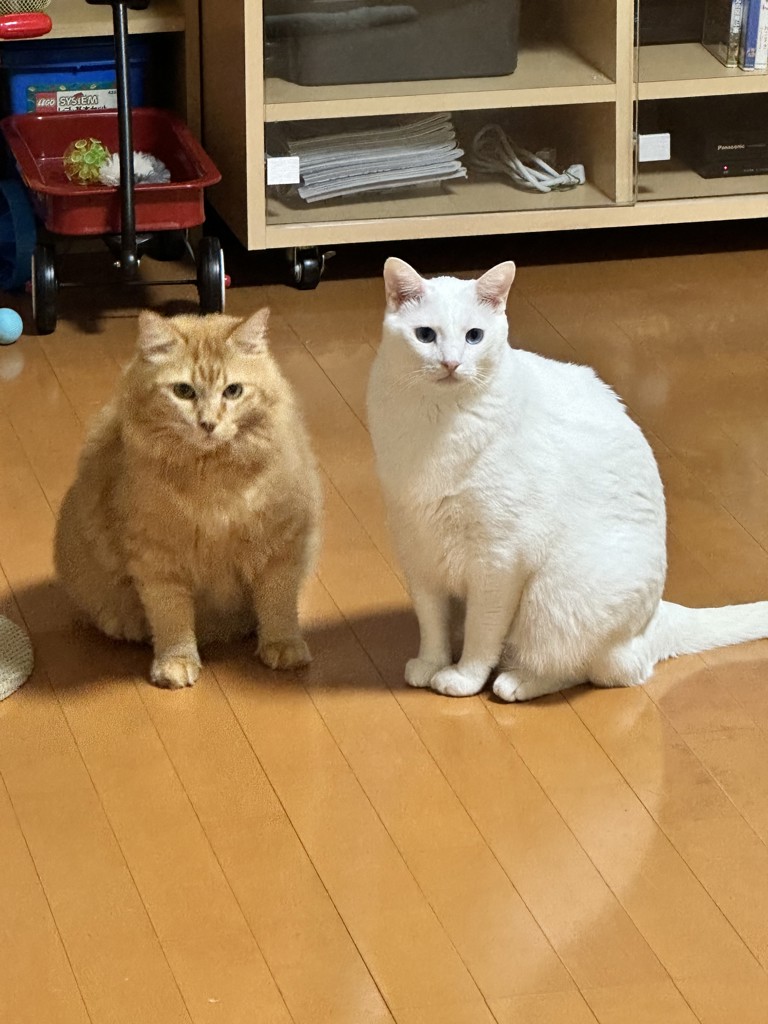 ぶーこ