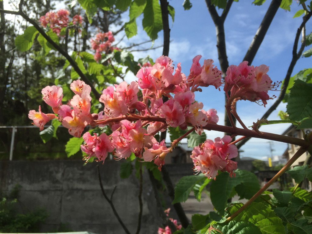今日さん