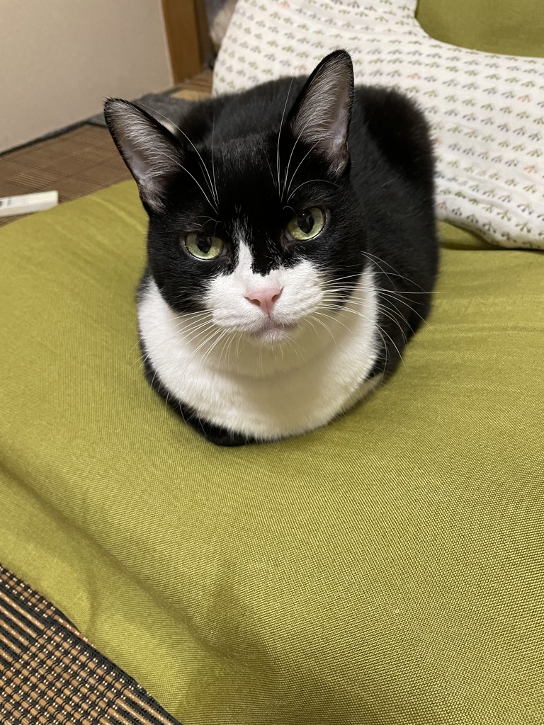 あがさ