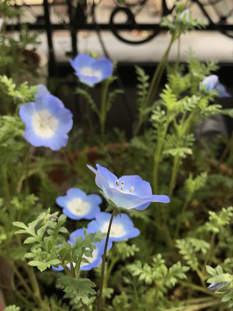 ミニあき