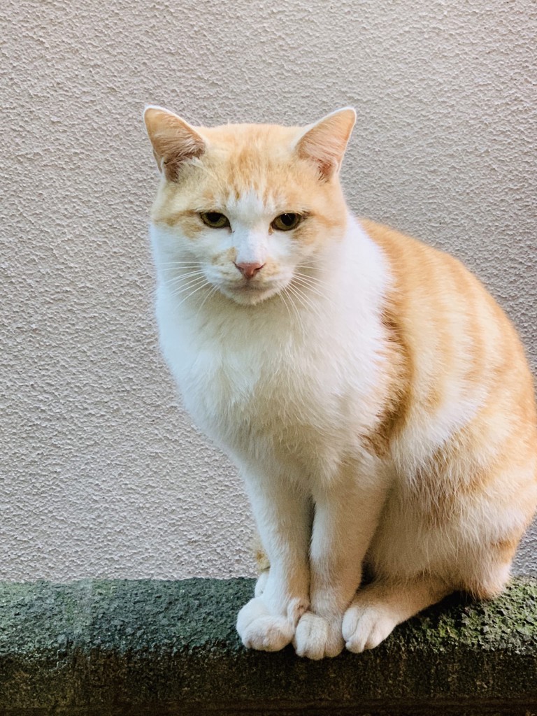 コロリン