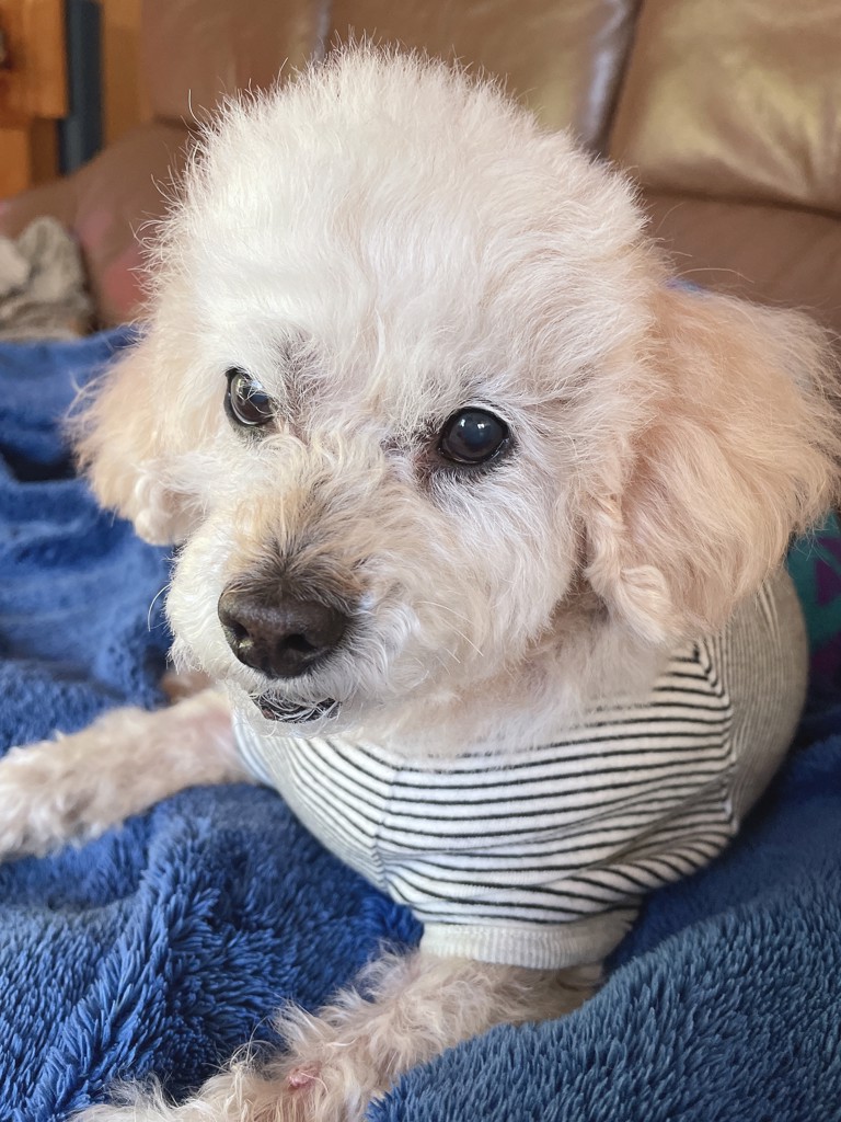 てるちゃん
