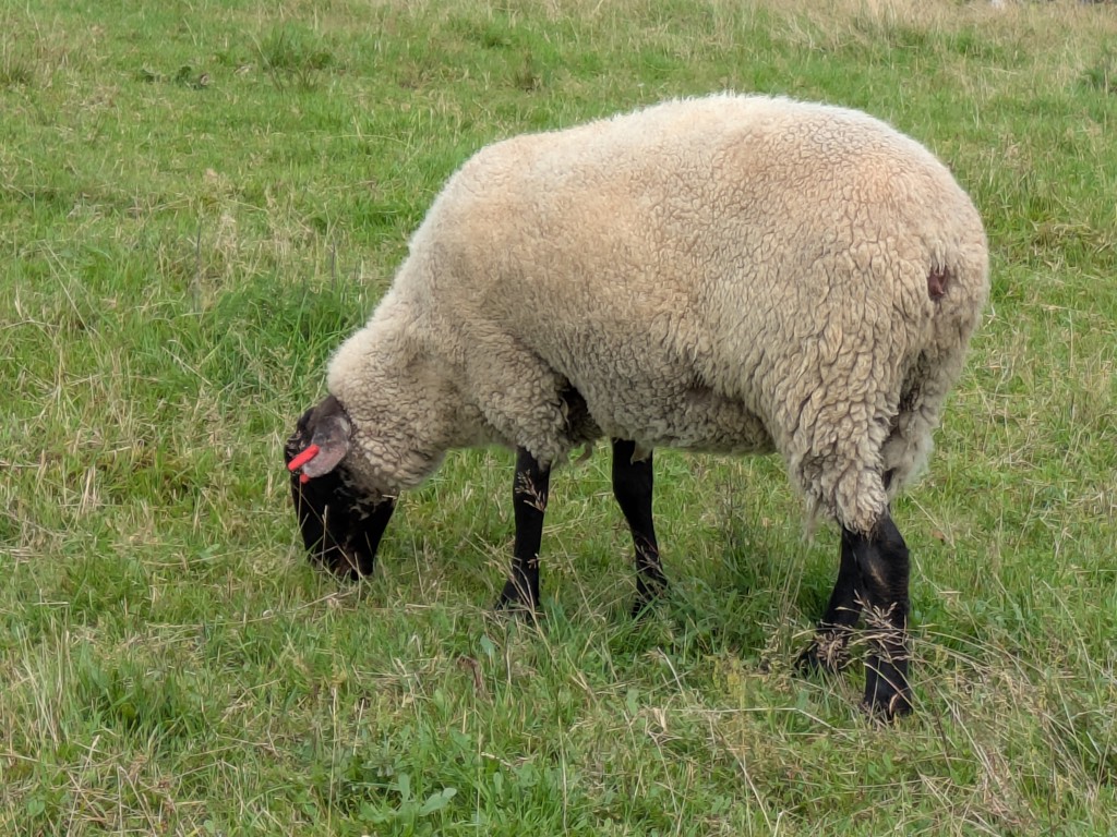 SUKALA】ユーティリティレギンス(S・M・Lサイズ パープル・チャコール