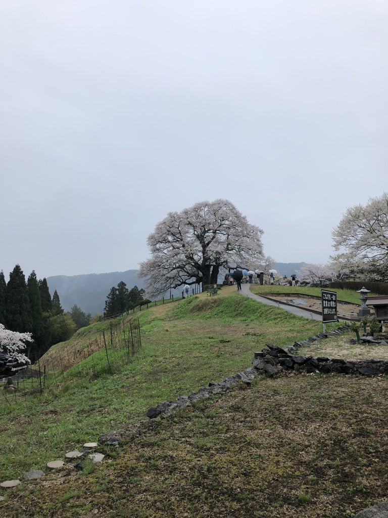 ちいちい