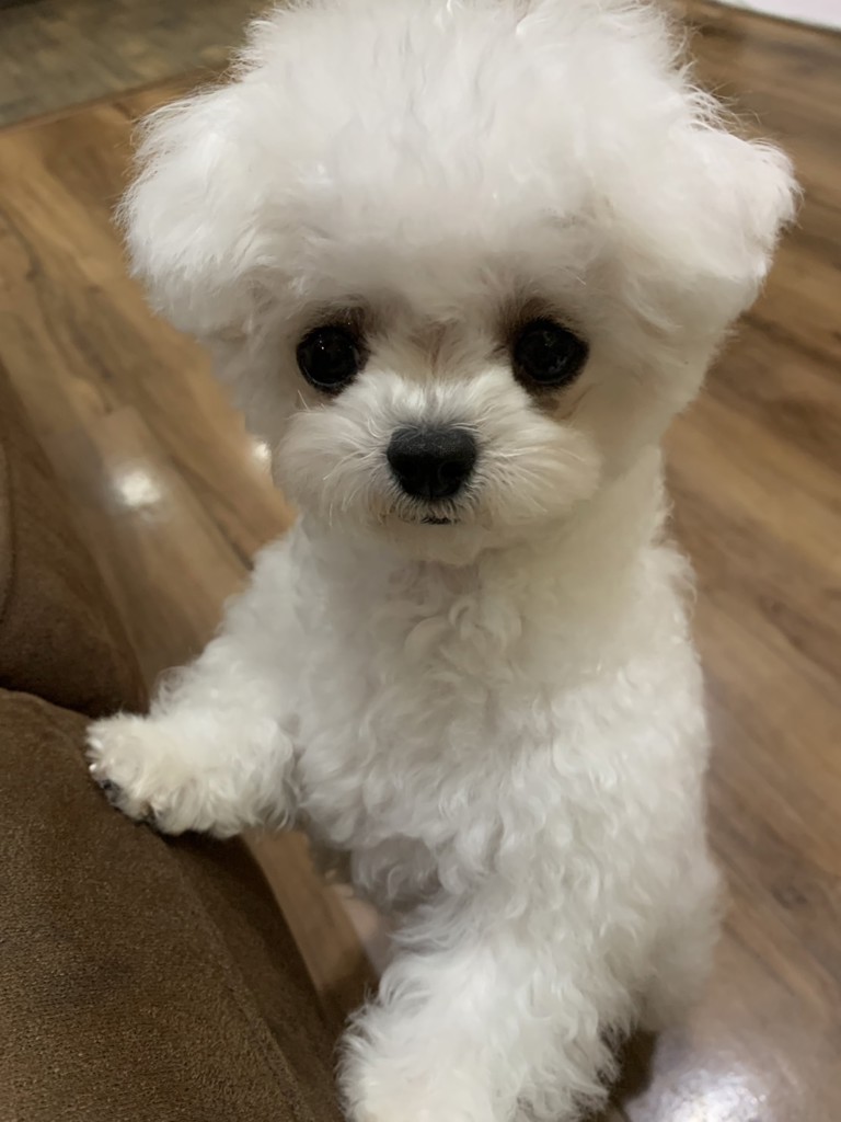 にーにゃ