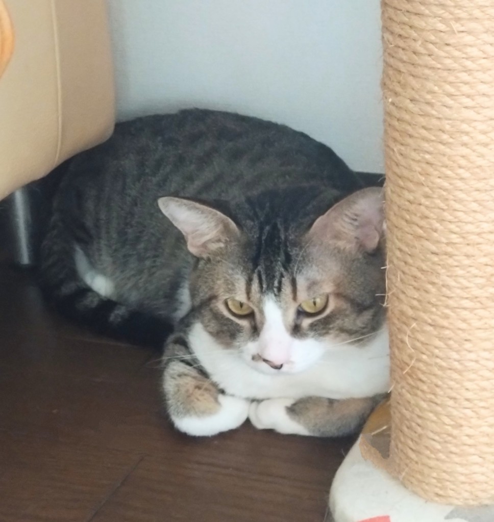 猫のしっぽ
