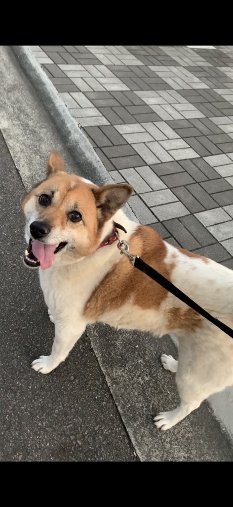 ふく