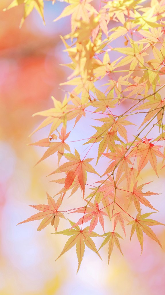 ひなる