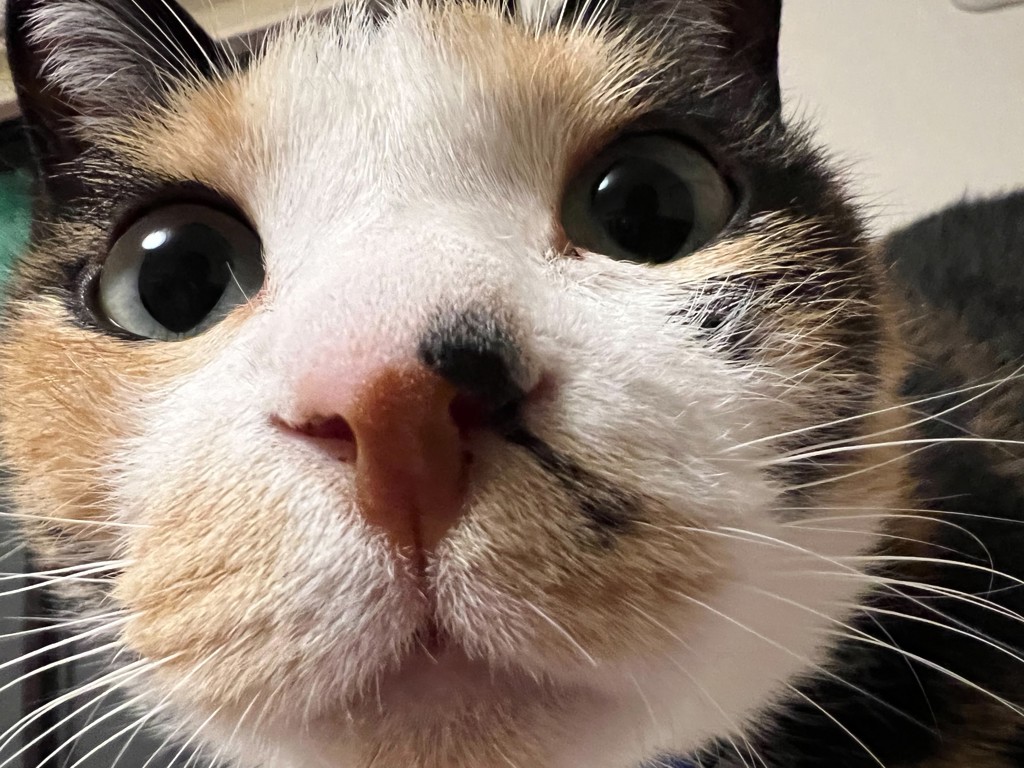 マキ