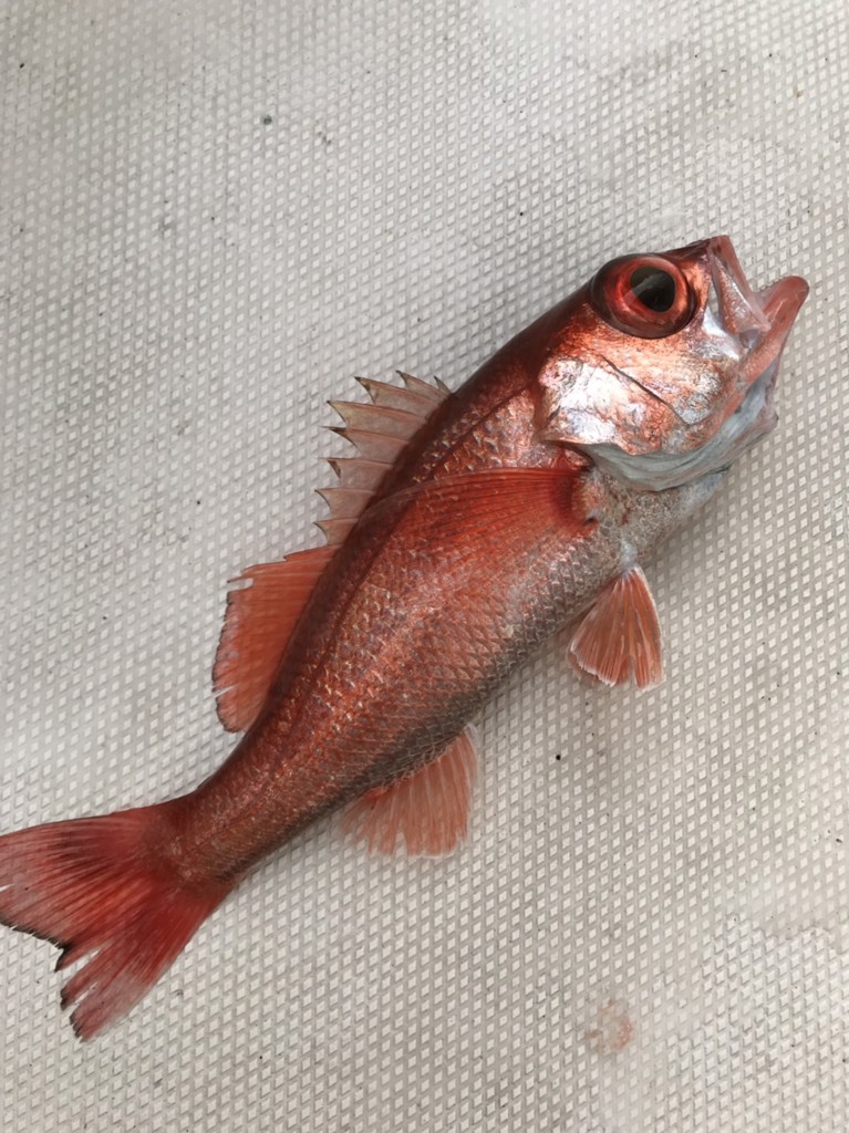 Baby Marlin