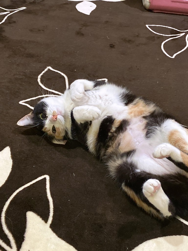 ミミ