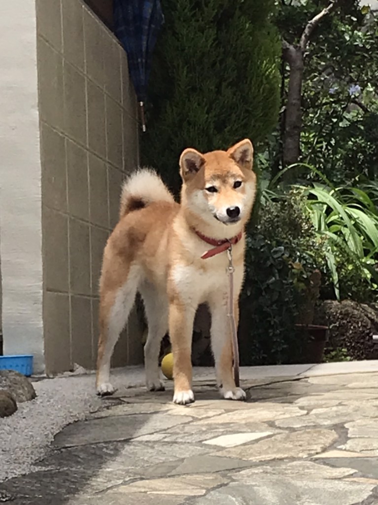 りょう