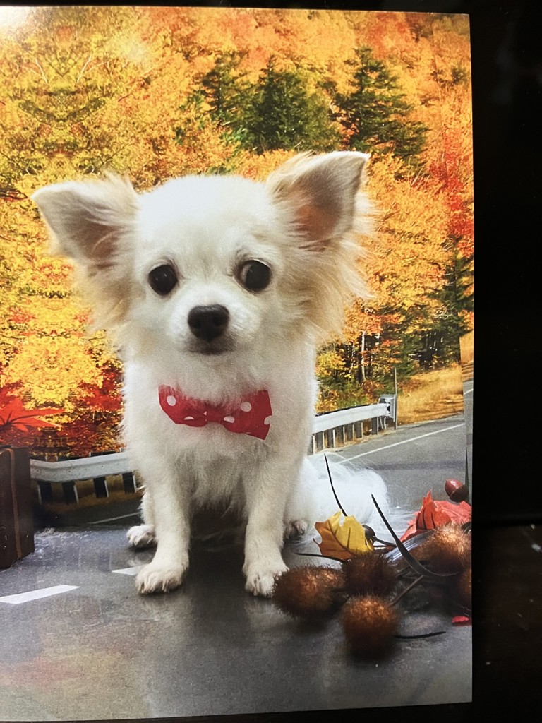 クリーム イン ミルク(通常購入): シリーズから探す / ナリス