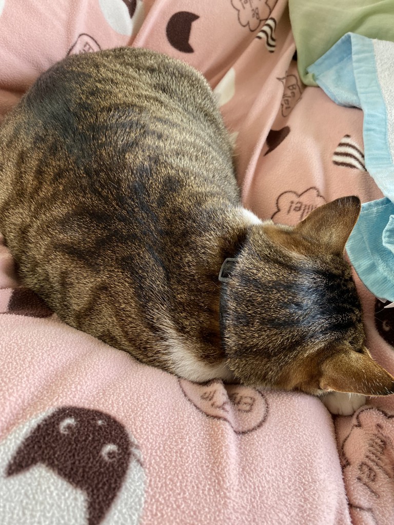 おじちむどんどん