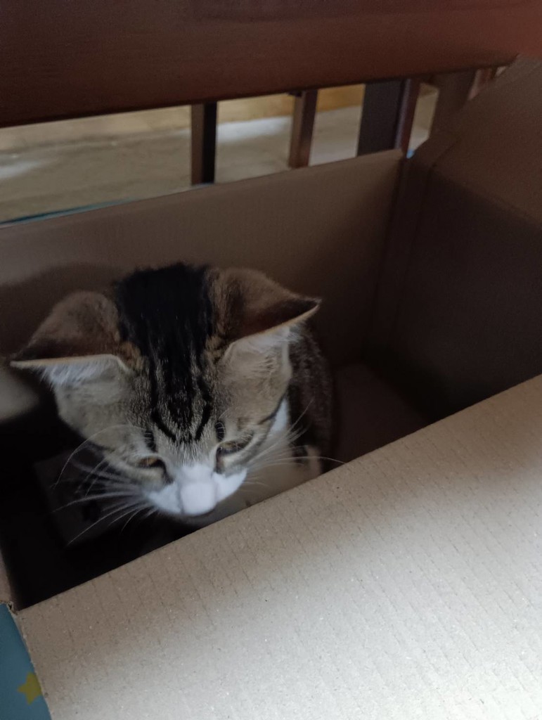 のちこ