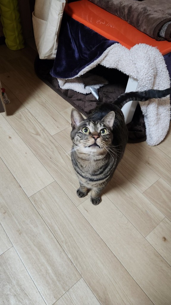 保護猫家族