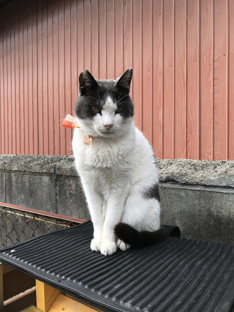 あんこ