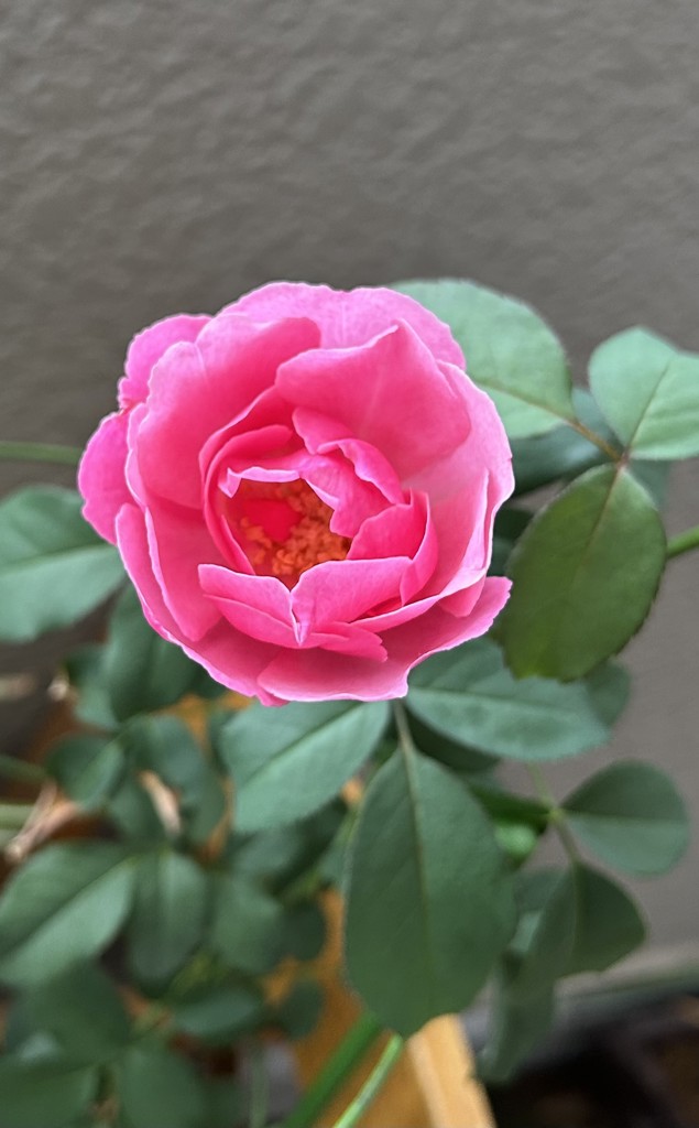 【SUKALA】ペーパーライクアシンメトリートップス SUKALA】ペーパーライクアシンメトリートップス(M・L・LLサイズ