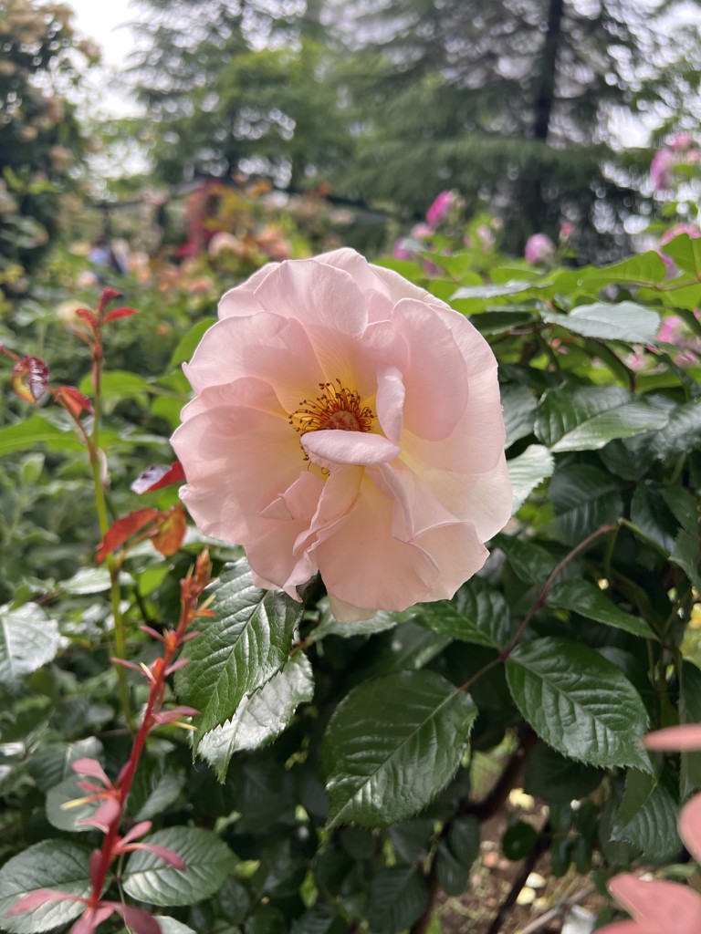 ふわり