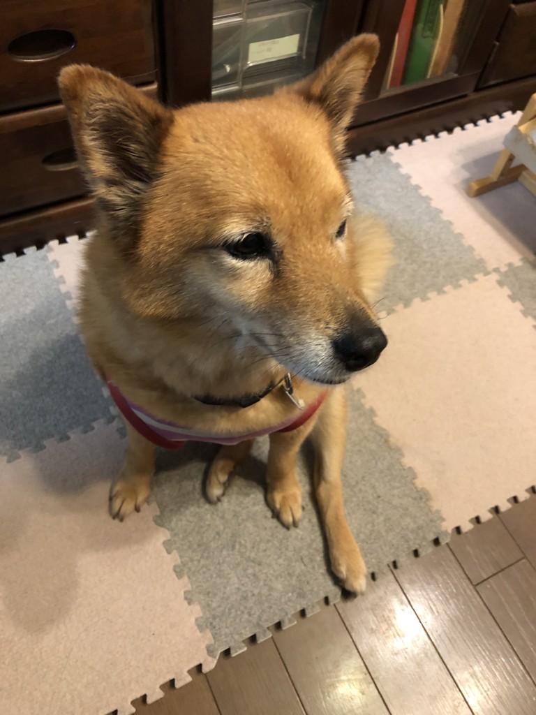 SUKALA】ベーシックリブフレアパンツ(XS・S・M・L・LLサイズ ブラック