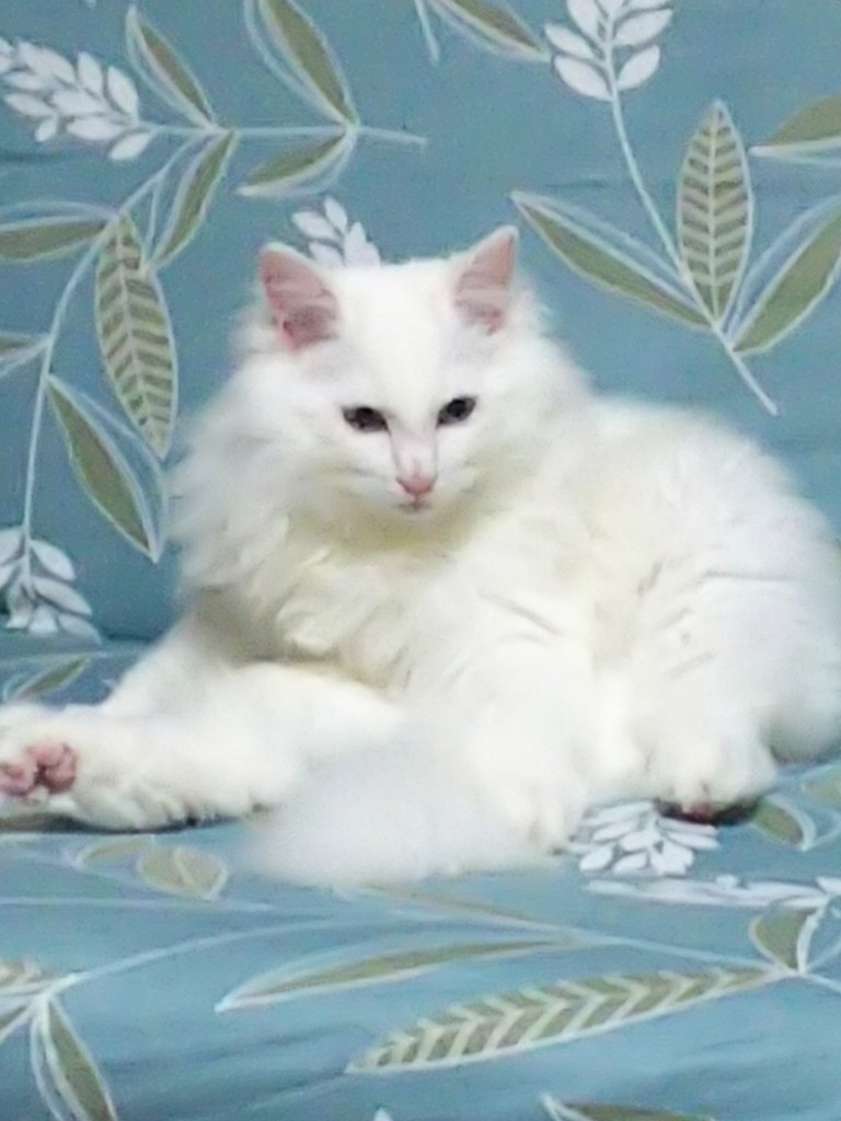 だぐくん