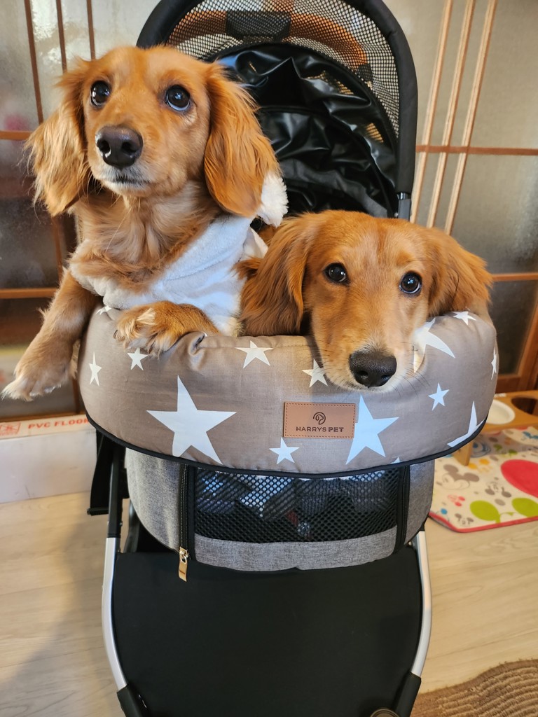 しぃ