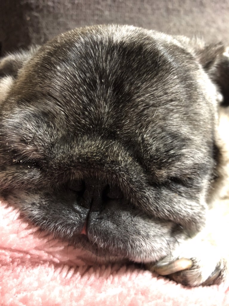まめきなこ