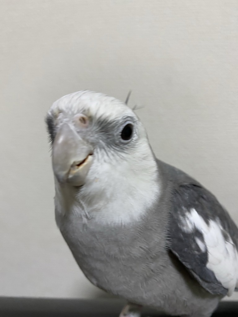 ソーダくん