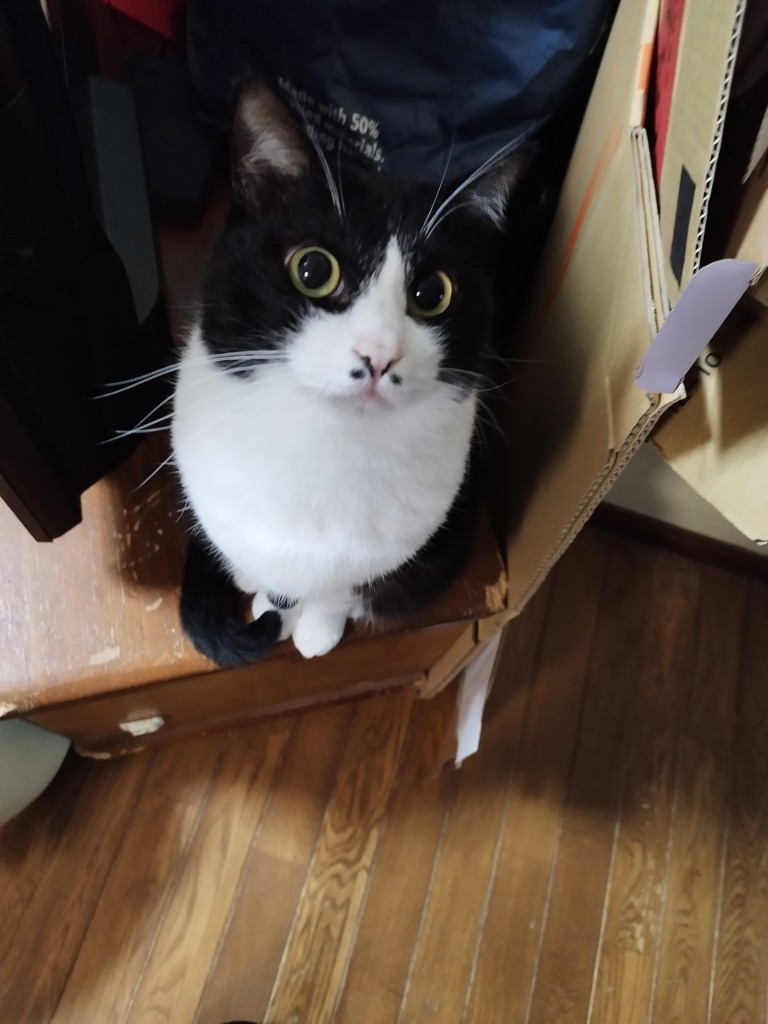 ぷ〜こ