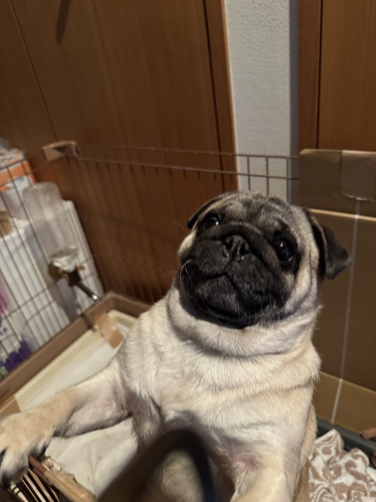 よし