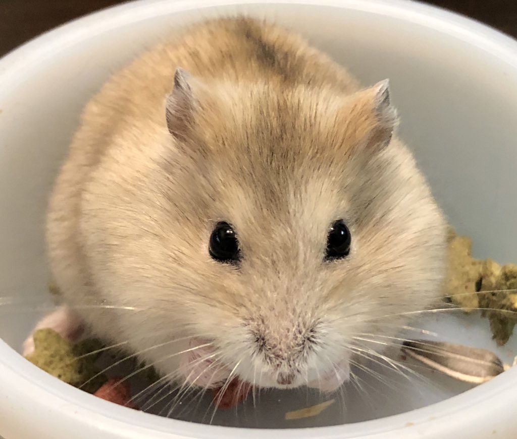 えっぽん