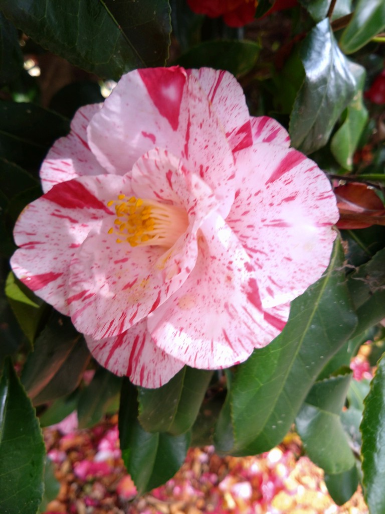 まる