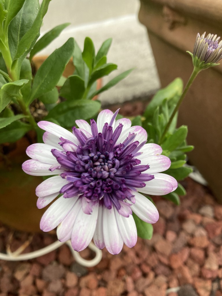 花はな