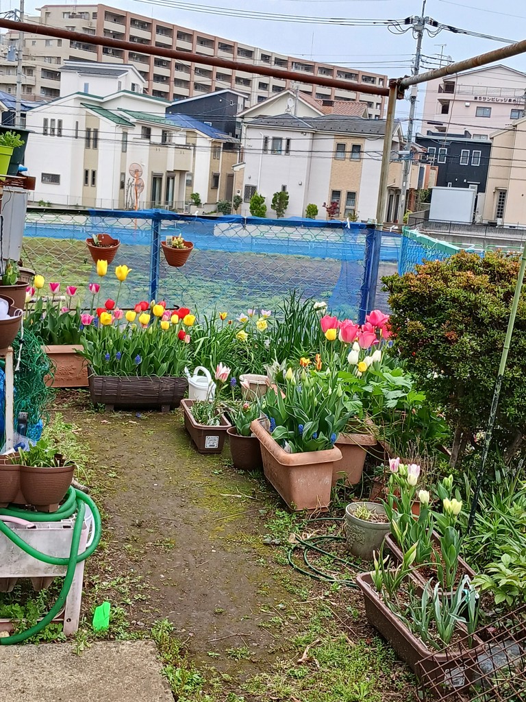 家をお花畑にしたい