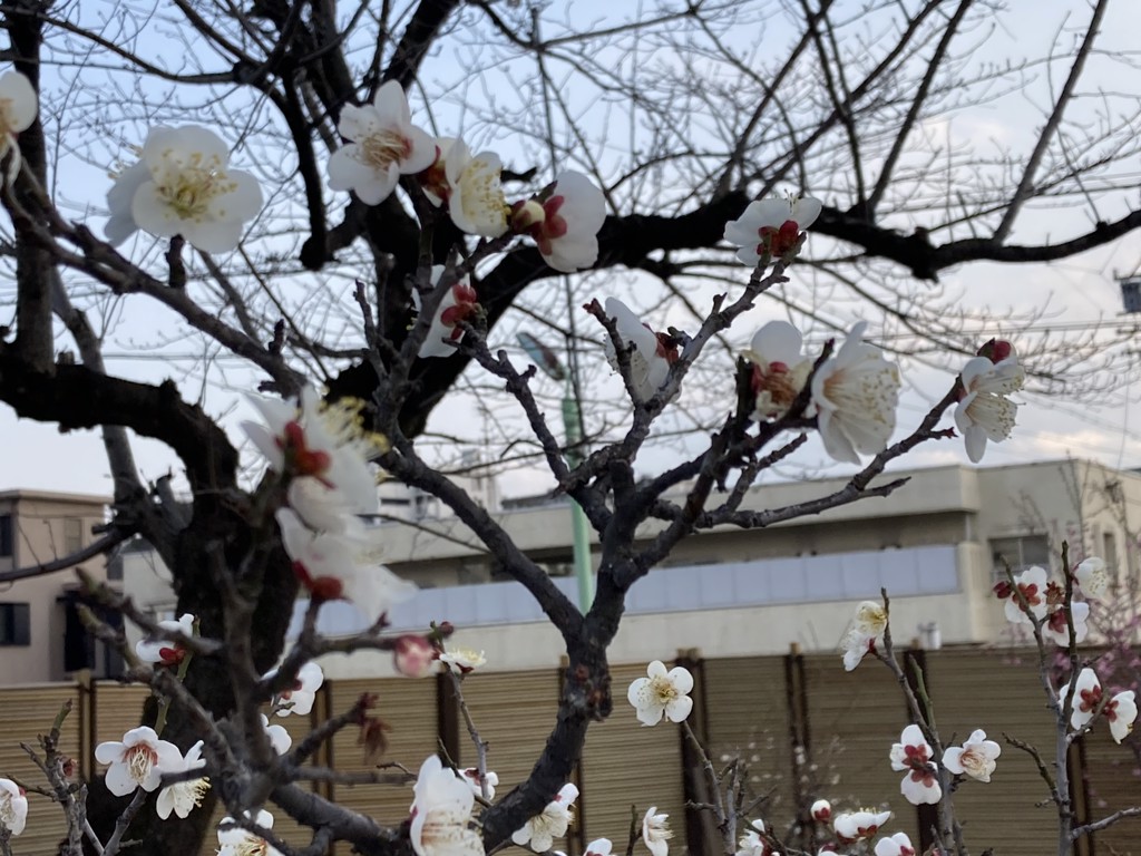 けい