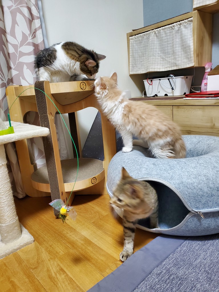 なっころ