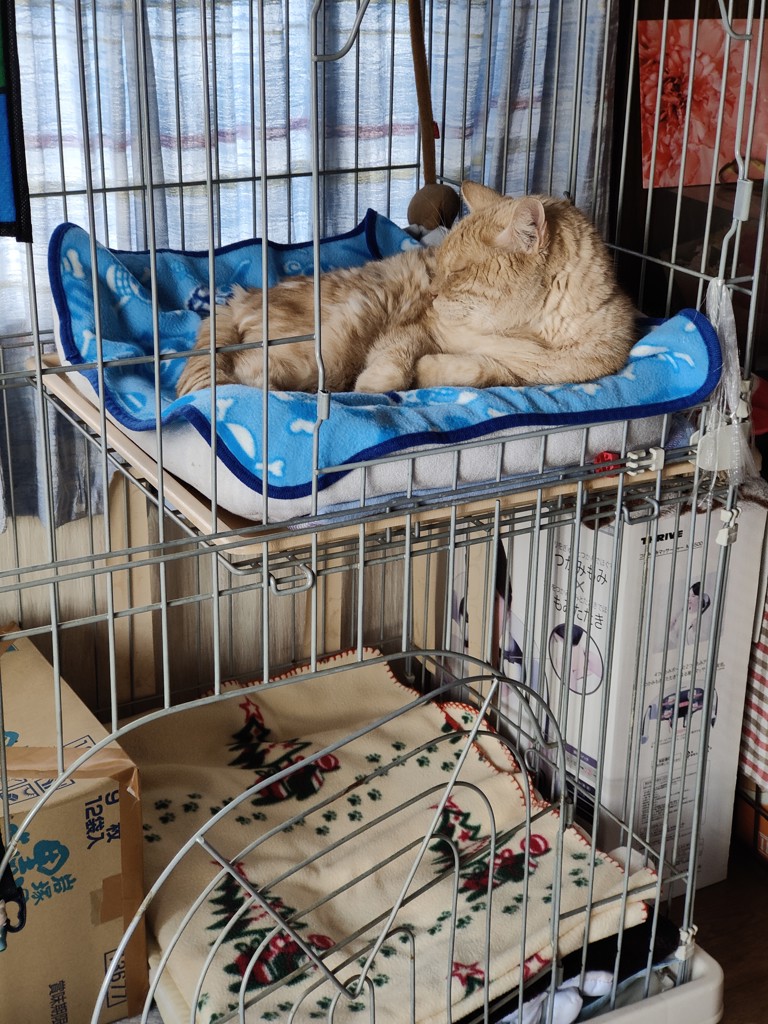 ドクターイエローお守り（全種類セット）【安全祈願・開運Ver.】(全